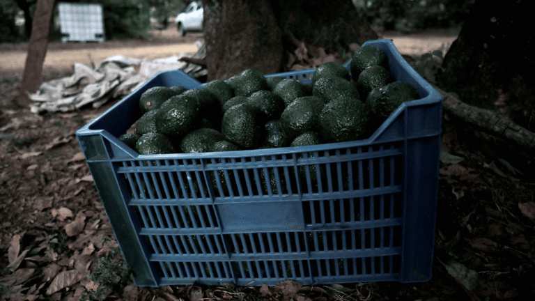 aguacate_agricultura_reuters
