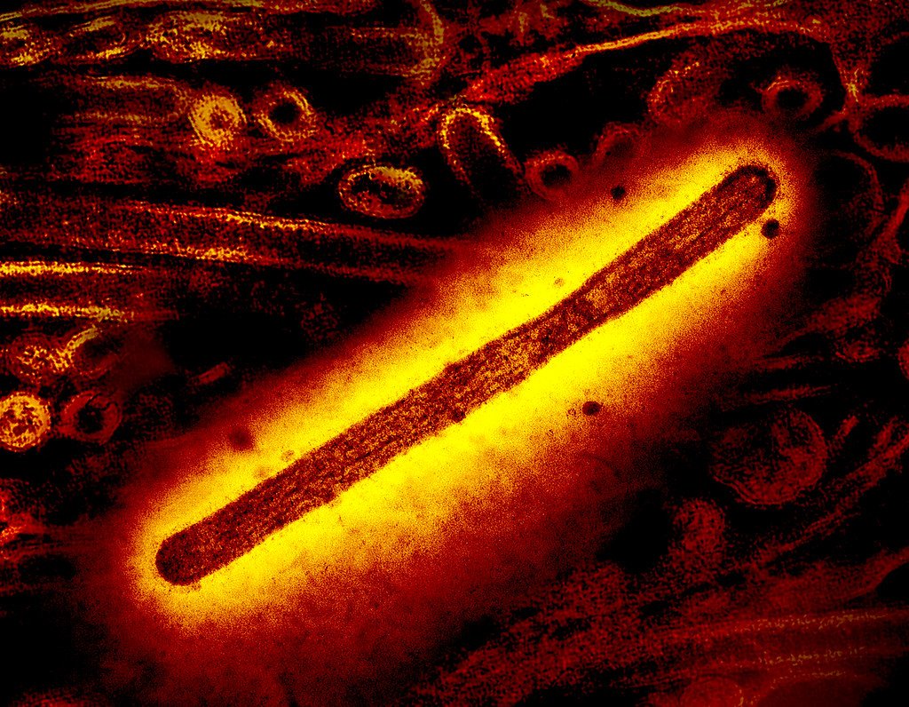 La propagación de la gripe aviar entre mamíferos alerta a la comunidad científica