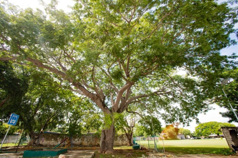 Imagen de WhatsApp 2024-11-16 a las 16.43.19_276a1ea7