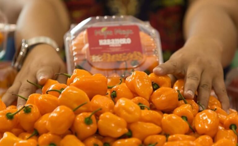 yucatan produportada-productos