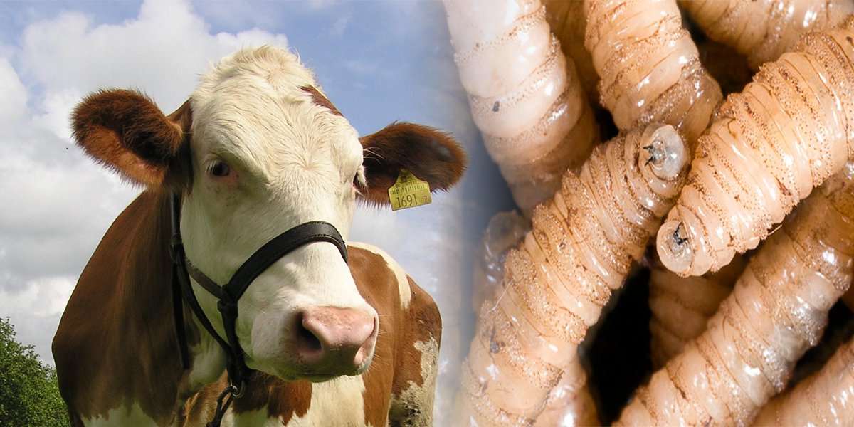 Nuevos casos de gusano barrenador en Edomex y Tamaulipas