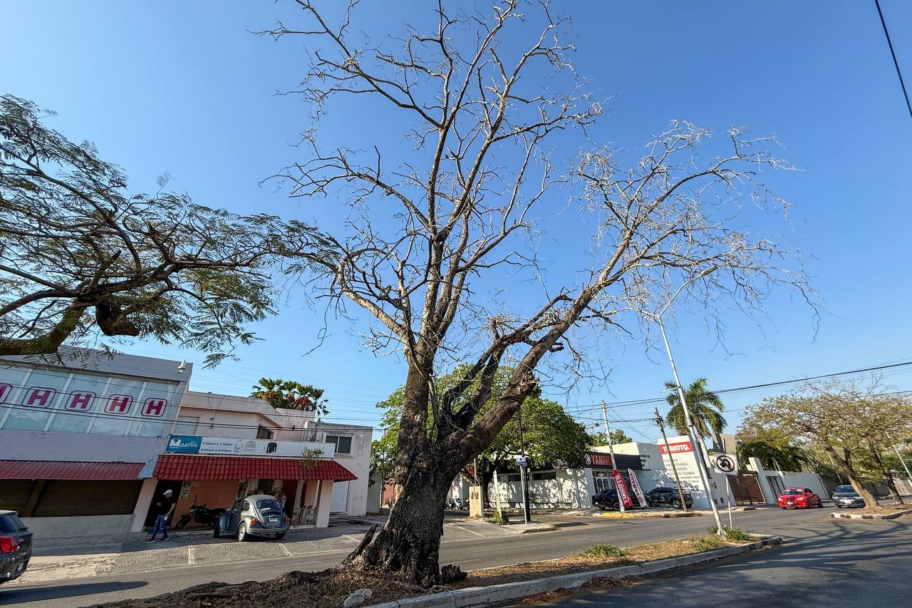 Por seguridad de meridanos el Ayuntamiento retirará árbol en Circuito Colonias.