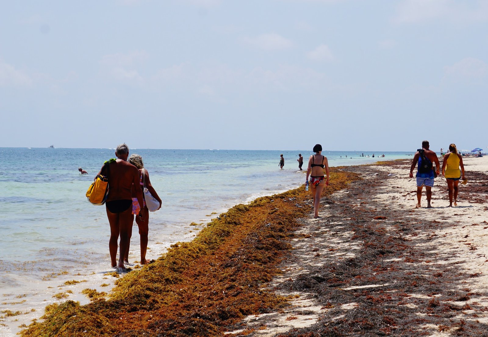 Vacaciones de verano en riesgo por arribo de sargazo a las playas de la península