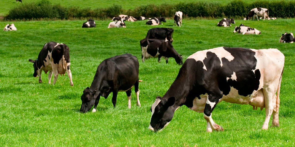 México pierde 1,300 millones de dólares por cierre fronterizo a exportaciones de ganado en 2025