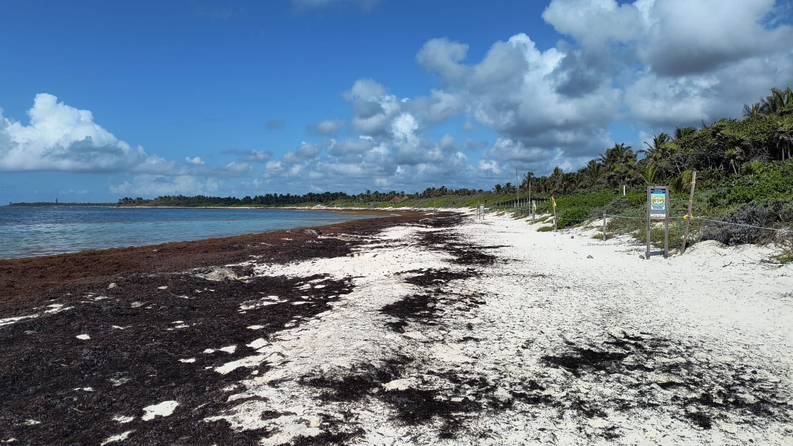Alerta por sargazo en playas de 5 municipios de Yucatán y ocho de Quintana Roo