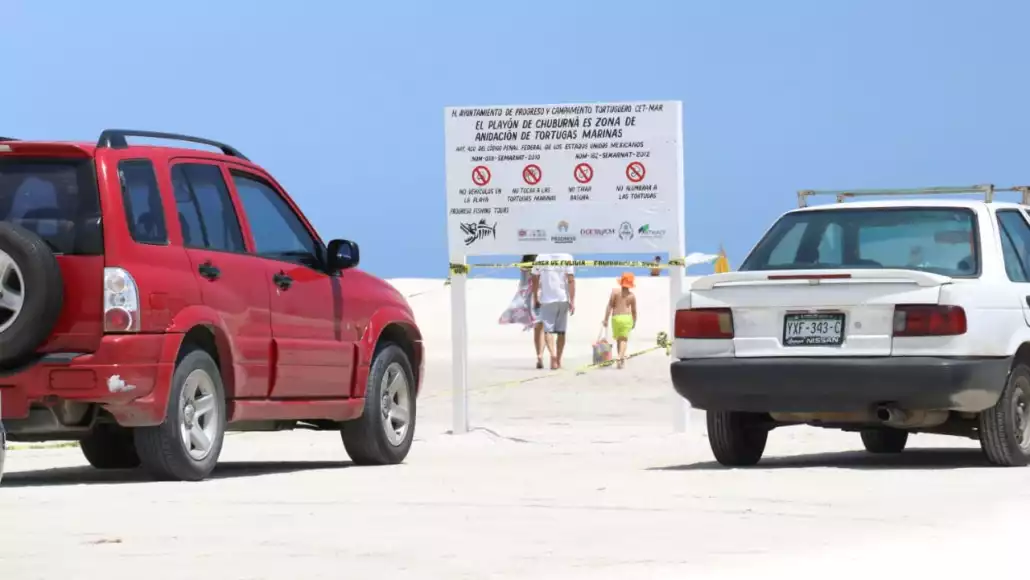 Más protección para nidos de tortugas en playas de Chuburná