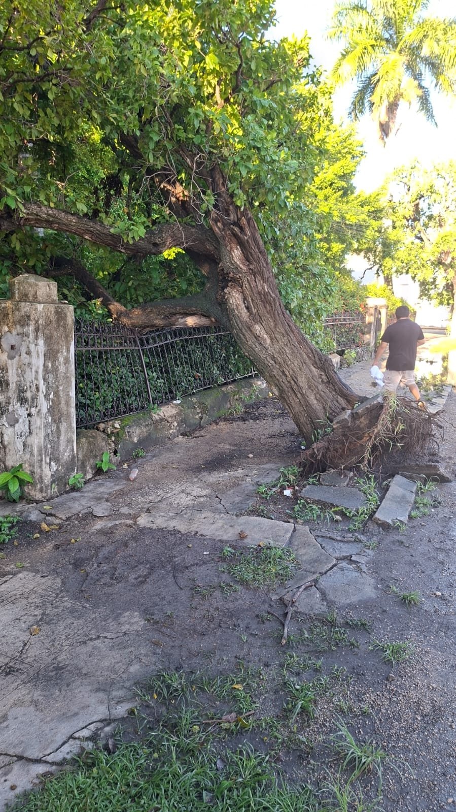 Por seguridad, Ayuntamiento de Mérida retira árbol en la «Pérez Ponce»