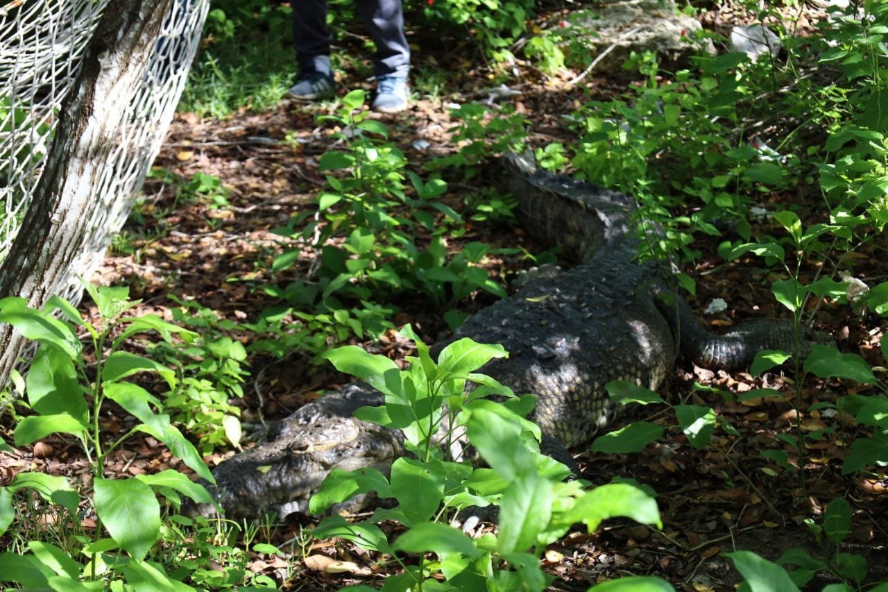 Ayuntamiento de Progreso y Profepa reubican a un cocodrilo