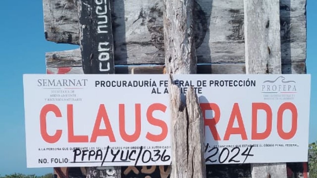 Profepa clausura desmonte de manglares en Chelem