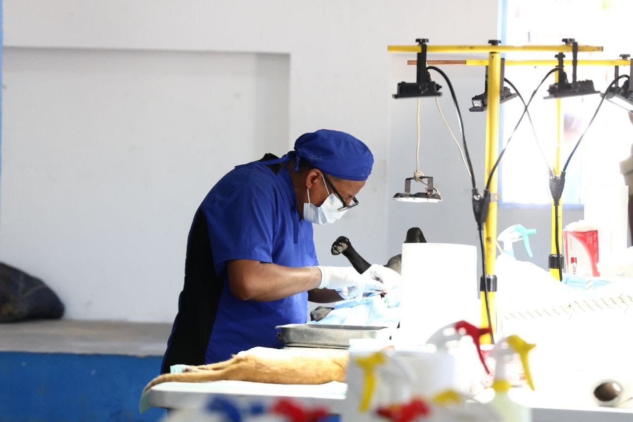 Erik Rihani promueve jornada para esterilizar 200 animales