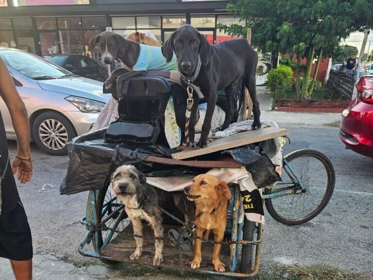 maltrato animal573595043_1232171722276948_3715346964176169709_n