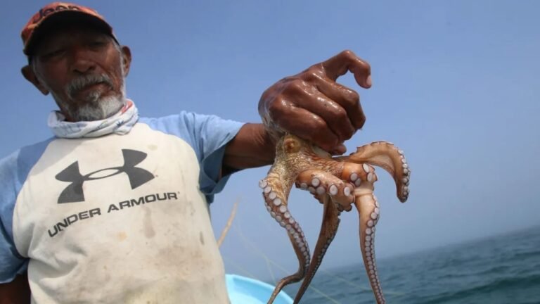 pulpo