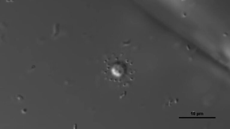 Solarion_ariena_Organismo