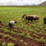 plantacion-papas-peru-agricultura