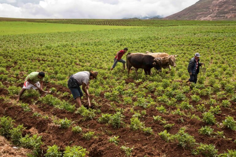 plantacion-papas-peru-agricultura