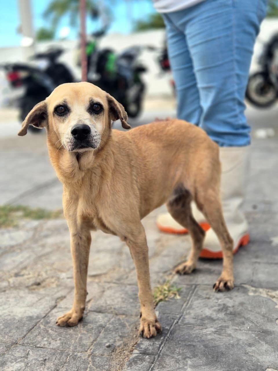 En Progreso buscan hogar para «La Guerita»