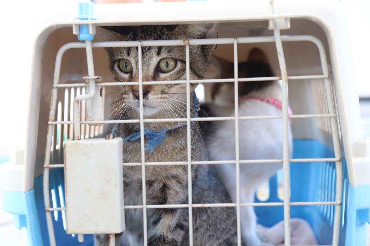 Realizan jornada de esterilización canina y felina en Flamboyanes