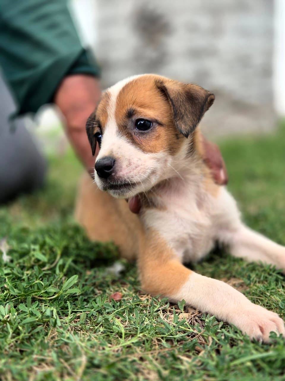 Adopta y cambia una vida en Progreso