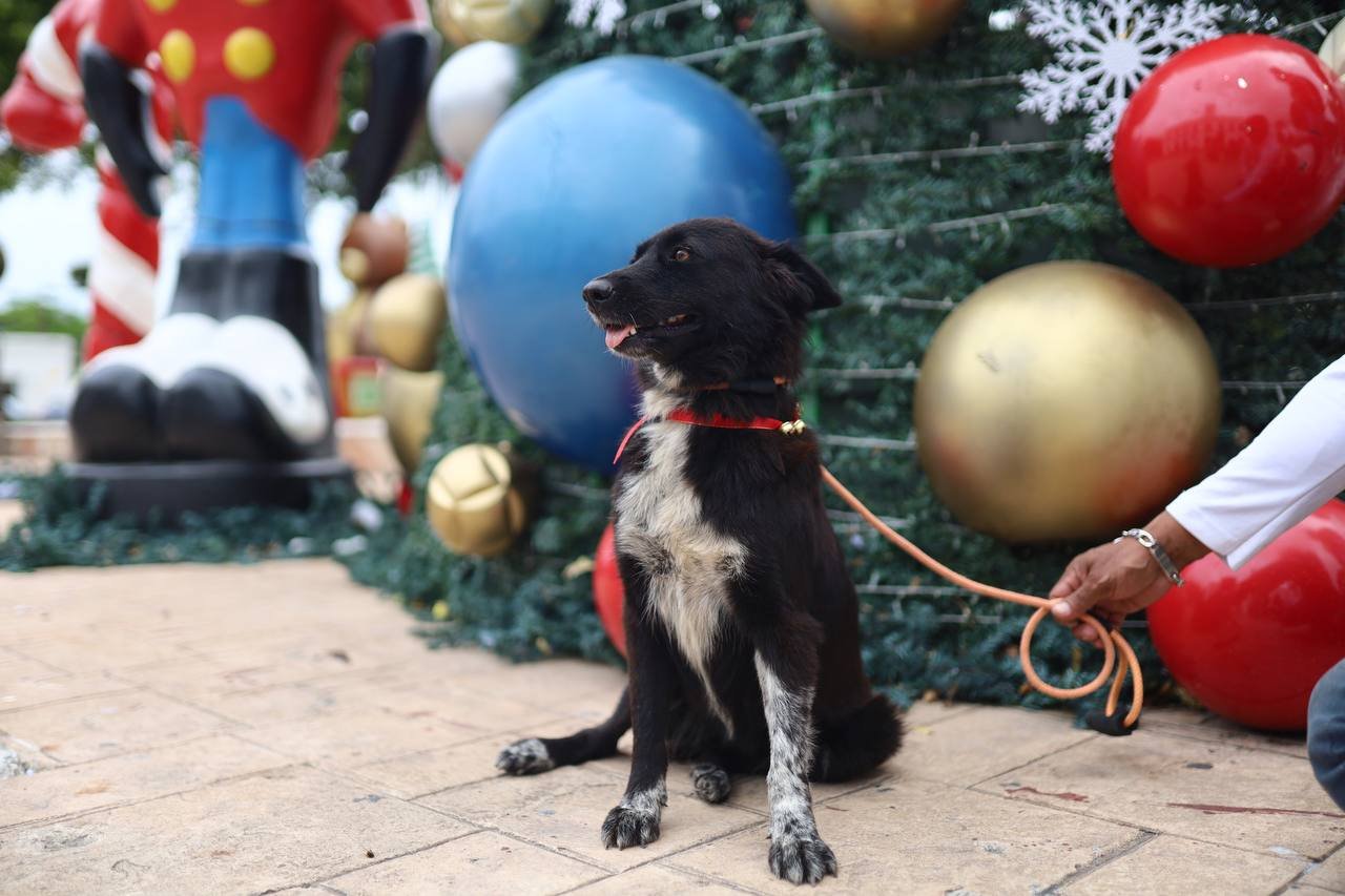 Progreso impulsa adopción responsable con “Huellitas con Hogar”