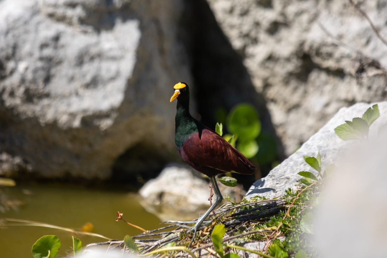 Arrancamos con el primer Bio-Corredor Verde de Mérida; Cecilia Patrón