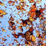 mariposa-monarca