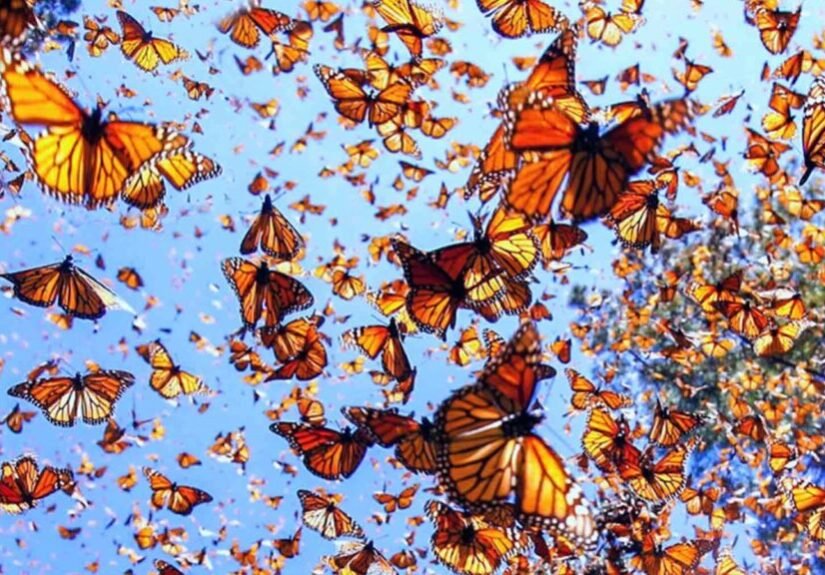 mariposa-monarca