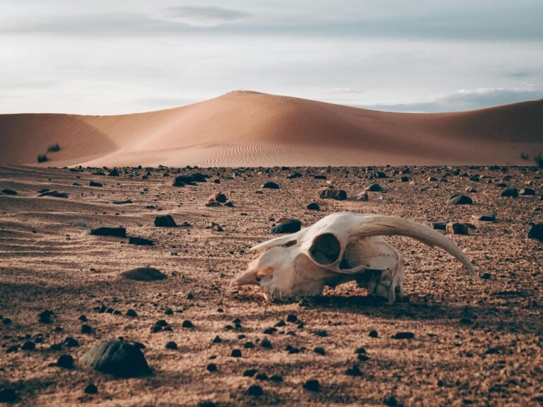 desierto