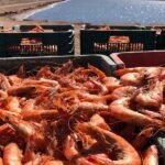 piden-frenar-la-importacion-ilegal-de-camaron-a-mexico-466604
