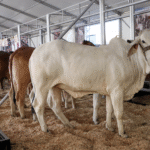 42375-42125-expo-ganadera-feria-de-puebla-2023