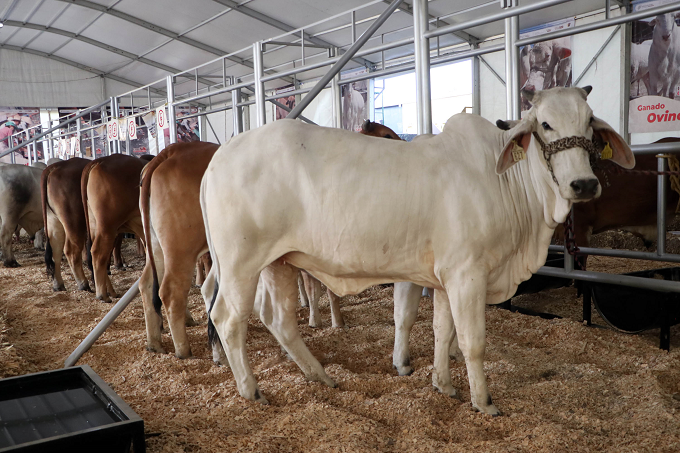 42375-42125-expo-ganadera-feria-de-puebla-2023